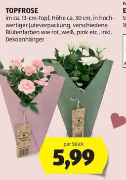 Hofer Topfrosen Angebot