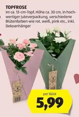 Hofer Topfrose Angebot