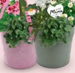 Hofer Kunststoff Topf Angebot