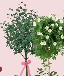 Hofer Topf Lila Eukalyptus-Stämmchen Angebot