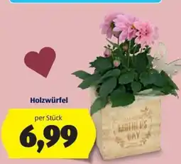 Hofer Pflanz Holzwürfel Angebot