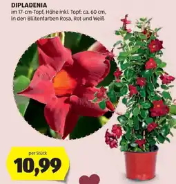Hofer Dipladenia Angebot