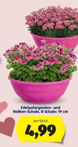 Hofer Edelpelargonien-Nelken-Schale Angebot