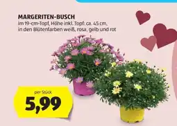 Hofer Margeriten-Busch Angebot