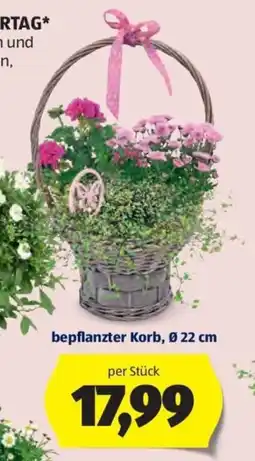 Hofer Bepflanzter Korb Angebot