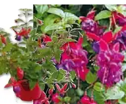 Hellweg Plantiflor Fuchsie Angebot
