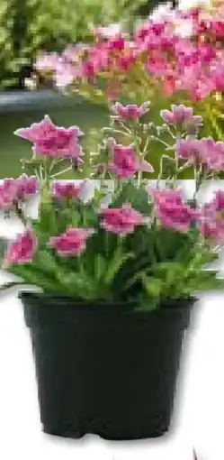 Hellweg Plantiflor Bitterwurz Angebot