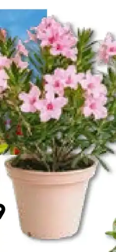 Hellweg Plantiflor Oleander Busch Angebot