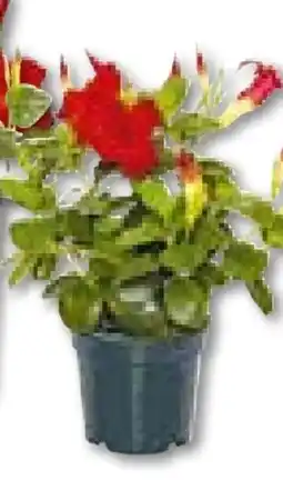 Hellweg Plantiflor Dipladenie Busch Angebot