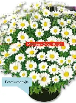 Hellweg Plantiflor Margeriten-Busch Angebot