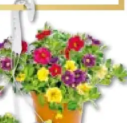 Hellweg Plantiflor Zauberglöckchen Angebot