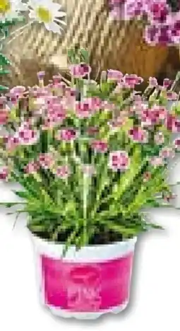 Hellweg Plantiflor Prinzess-Nelke Angebot