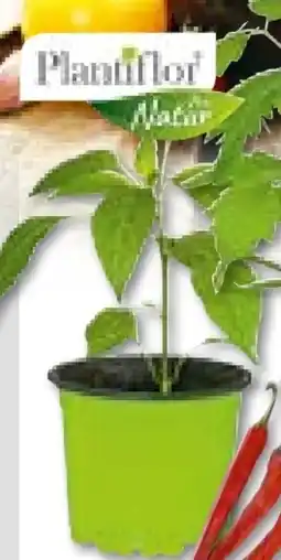 Hellweg Plantiflor Gemüsepflanzen Meisterklasse Angebot