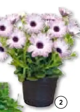 Hellweg Plantiflor Kapkörbchen Angebot
