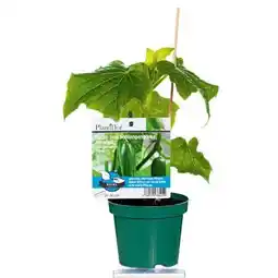 Hellweg Plantiflor Verdelte Gurke Topf Durchmesser Angebot