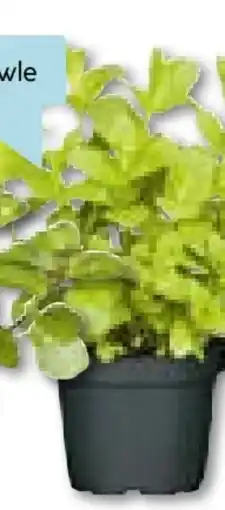 Hellweg Plantiflor Gourmetkräuter Mojitominze Angebot