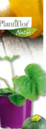 Hellweg Plantiflor Bio-Gourmet-Gemüsepflanzen Angebot