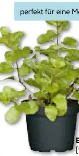 Hellweg Plantiflor Gourmetkräuter Echte Minze Angebot