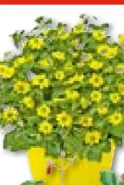 Hellweg Husarenknöpfchen Angebot