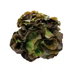 Interspar Frischer Batavia Salat rot mit Wurzeln INTERSPAR Angebot
