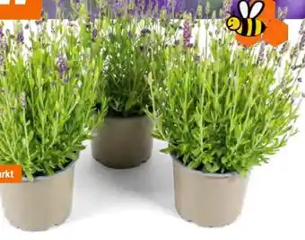 Lavendel
