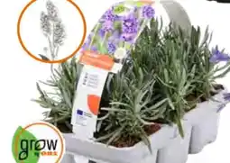OBI Grow by Obi Lavendel Hidcote Angebot