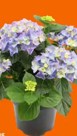OBI Bauernhortensie Angebot