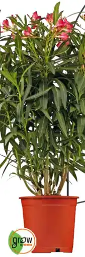 OBI Grow by Obi Oleander Angebot