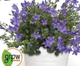 OBI Grow by Obi Glockenblume Get Mee Angebot