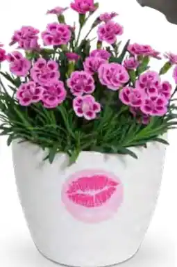 OBI Stauden-Nelke Pink Kisses Angebot