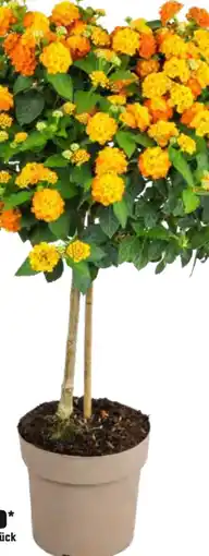 OBI Grow by Obi Wandelröschen Stamm Angebot