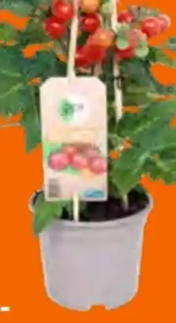 OBI Grow by Obi Cherrytomate Rot Pick & Joy Angebot