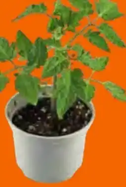 OBI Grow by Obi Tomate Harzfeuer Angebot