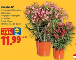 Lidl Oleander XL Angebot