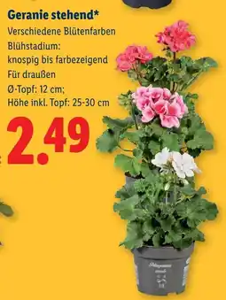 Lidl Geranie stehend Angebot