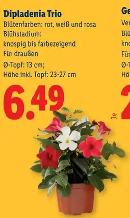 Lidl Dipladenia Trio Angebot