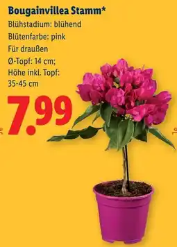 Lidl Bougainvillea Stamm Angebot