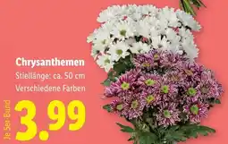Lidl Chrysanthemen Angebot