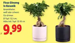 Lidl Ficus Ginseng in Keramik Angebot