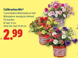 Lidl Calibrachoa Mix Angebot