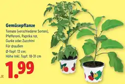 Lidl Gemüsepflanze Angebot