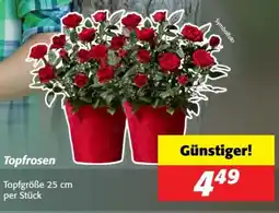 Nah&Frisch Topfrosen Angebot