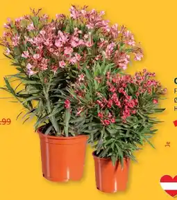 Lidl Oleander Angebot