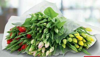 Metro Tulpen Angebot
