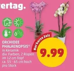 PENNY Orchidee phalaenopsis Angebot