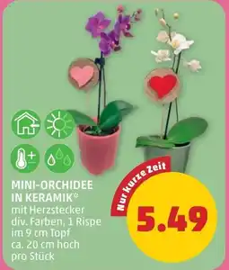PENNY Mini-orchidee in keramik Angebot