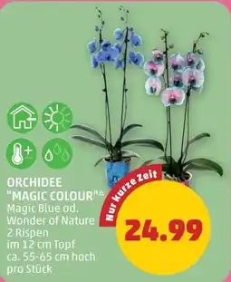 PENNY Orchidee magic colour Angebot