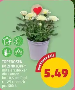 PENNY Topfrosen im zinktopf Angebot