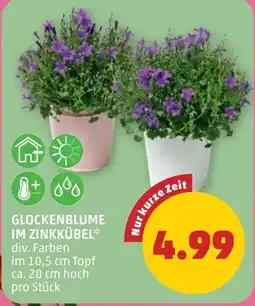 PENNY Glockenblume im zinkkübel Angebot