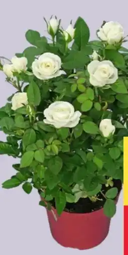 MPreis Rosen Angebot
